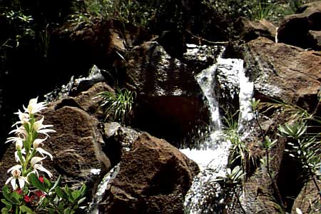 Water on its way from sky to sea, diverted here and there to become living creatures.