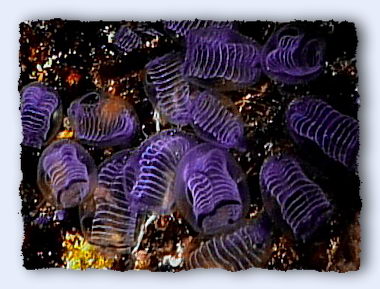 Adult tunicates, like these Clavelina,  have few sensory organs. They may be the ancestors of all creatures with backbones. Our evolutionary success has been the increasing ability to learn new ways to percieve, remember, and respond. © http://www.thread-of-awareness-in-chaos.com/order.html