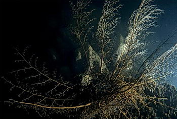 A basket star, Astrophyton muricatum, spreads its feeding arms into the night sea to snag small creatures. © http://www.thread-of-awareness-in-chaos.com/order.html