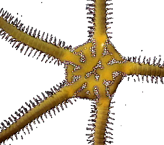 Ophiarachna, a brittle starfish living under rocks on Fiji's shallow water reefs, like all echionoderms, has no eyes but it's nerve cells are directly sensitive to light and they quickly detect shadows passing over them. They venture out at night, when reef fish that might eat them are asleep. © http://www.thread-of-awareness-in-chaos.com/order.html