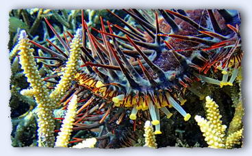 The spines of a crown of thorns starfish come to a molecular-sharp point. They penetrate skin (and gloves) so easily it is impossible to feel them enter. But once they do, the venom lets you know you've been pronged. © http://www.thread-of-awareness-in-chaos.com/order.html