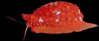 A  sieve cowry, Cypraea cribraria with its mantle extended to cover the spotted shell. © http://www.thread-of-awareness-in-chaos.com/order.html
