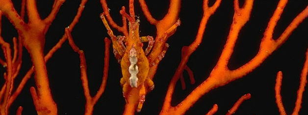 A small crab holds a piece of the sea fan in its jaws to improve its already super effort at camouflage. © https://www.thread-of-awareness-in-chaos.com/order.html