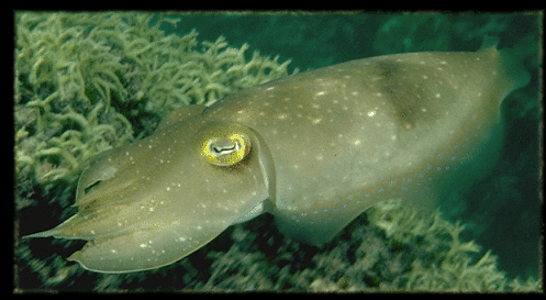 Images of the same cuttlefish, taken a few minutes apart on a coral reef in the Solomon Islands. © https://www.thread-of-awareness-in-chaos.com/order.html