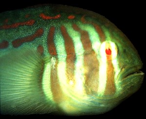 A small reef fish from Fiji has excellent eyes. © http://www.thread-of-awareness-in-chaos.com/order.html