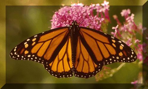 Danaus plexippus, the Monarch Butterfly. © http://www.thread-of-awareness-in-chaos.com/order.html