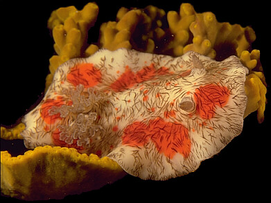 A nudibranch crawls over a frond of leaf coral in Fiji. © https://www.thread-of-awareness-in-chaos.com/order.html