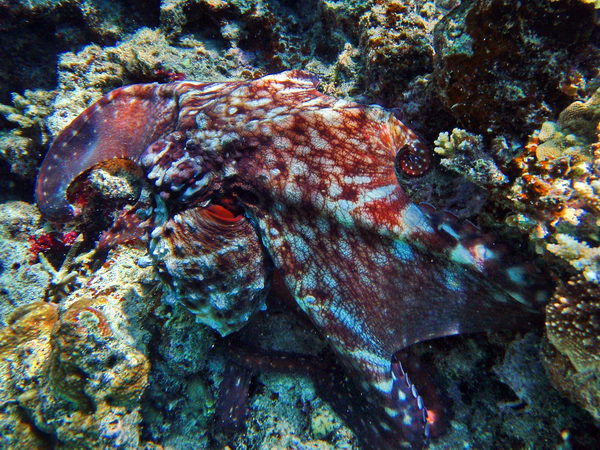 An Octopus hiding on the coral reef. © http://www.thread-of-awareness-in-chaos.com/order.html