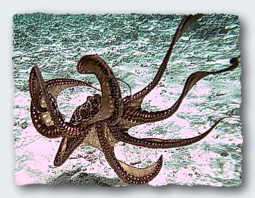 An Octopus friend of mine from Fiji. They don't remember things longer than one year for the simple reason that their life span is only one year. © http://www.thread-of-awareness-in-chaos.com/order.html