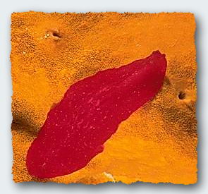 A red flatworm creeps over an orange sponge. Flatworms are the most basic creature with any sort of a brain and the highest creature that can reproduce by dividing. © http://www.thread-of-awareness-in-chaos.com/order.html