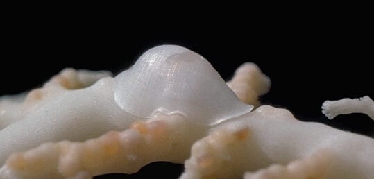 A tinly sea snail that lives on the delicate stylaster corals that grow in deep reef passes. © https://www.thread-of-awareness-in-chaos.com/order.html