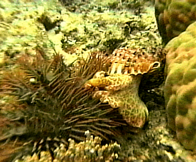 A triton shell attacking a crown of thorns starfish © https://www.thread-of-awareness-in-chaos.com/order.html
