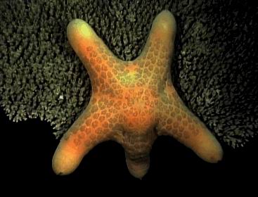 Starfish are happy when they have their little tube feet solidly on the sea floor. © http://www.thread-of-awareness-in-chaos.com/order.html