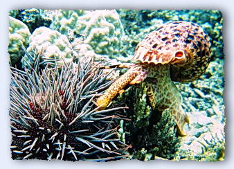 Once a triton catches a crown of thorns it slides its long probosis inside and eats the starfish from the inside, relishing each tasty little bit. Running its proposis down into each arm, munching the gonads. © https://www.thread-of-awareness-in-chaos.com/order.html