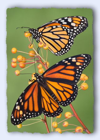 Monarch Photograph from https://www.monarch-butterfly.com/