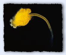 Tunicate tadpole