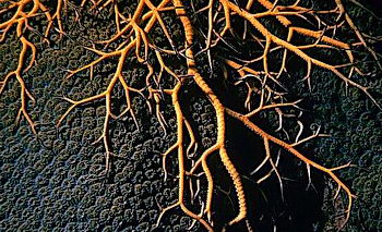 The grasping tentacles of the basket starfish end with little claws. Lots of little claws. © https://www.thread-of-awareness-in-chaos.com/order.html