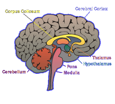 Lateral view of some of the major features of the brain.