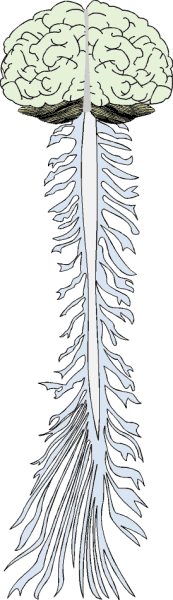 The brain and the spinal cord of axons are comprised of billions of neurons.