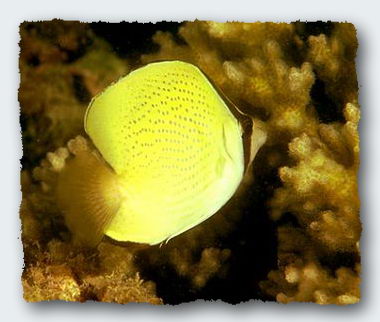 A butterfly fish nibbles on the polyps of a coral. /></p>
    <p>My conscious mind works on changes, too. It was focused on the fish
    and corals and thoughts of how the fish interact with the corals. My eyes were focused on a bright yellow butterfly fish nibbling on the polyps of a coral. </p>
    <p>Some of the retina cells picked up a shift in light intensity when the octopus moved. The message they sent to the brain cells differed from the signal recorded just prior to the new signal. </p>
    <p>The brain committee had already reached a consensus about that particular field of vision and passed it along to higher level committees. These integrated the information, compared it to information coming in from other committees, and reached a consensus as to what the image meant. </p>
    <p>This was then passed on to higher centers again in a chain of relays through     numerous layers of clustered neurons, until the information was assembled with all the
    other environmental stimuli as a mental image of the coral vista and my own body moving through it.</p>
    <p>Each cluster of neurons had expectations based on prior perceptions and stored memories of what the world is expected to do. </p>
    <p>Each level reacts according to these pre-set levels of expectations. Some of the expectations are set to conditions existing the previous 1/24th of a second (the interval it takes for my mind to discern changes in the environment). </p>
    <p>Some expectations are set to memories acquired during my personal experiences over 5 decades of observations. Some expectations are set according to genetic memories millions of years old. </p>
    <p>When these expectations are not met, the system reacts. It compares the new condition with expected memory and responds as needed to survive. At the highest level of data integration, based on personal and genetic memories,
          the mind knows dead coral rocks do not move.</p>
    <p>This is exactly the kind of difference animal minds are set for.
    When something in the field of vision moves that is not expected to move, danger signals are sent throughout the system. </p>
    <p>The whole body reacts. The head musculature is instructed
      to turn to face the anomaly. The eye muscles point the eyes at the unexpected signal. The conscious mind becomes aware of the dead rock. My conscious mind was filled with curiosity and I moved closer (cautiously because some sea creatures are dangerous) to investigate.</p>
    <h2>The Neural Web of Expectations</h2>
    <p>This is all pretty complicated. It's a wonder it works at all.
    Imagine the incredible feat of seeing the almost invisible octopus simply by detecting a proportionally unusual shift in shadow intensity amid the vast field of information
    pouring into my eyes as I swim over a coral reef. Yet the smallest fish on the coral reef can do exactly the same thing with its keen little eyes.</p>
    <p>I have watched protozoan ciliates zooming around under a microscope.
    They navigate at high speed through three dimensional space and can instantly detect
    changes in their environment. Bacteria and even viruses detect changes in solar radiation,
    molecular, electronic and even magnetic conditions around them and react as needed to
    survive.</p>
    <p>Each living being, on all levels, interacts with the environment    around it. It sets up an internal filter, like a spider's web. The mesh size is determined
    by genetic and personal memories. Beings expect conditions to continue or pass through
    regular cycles. If these expectations of cycles are met, the net is undisturbed and
    awareness does not appear. </p>
    <p>When some aspect of the environment changes more than the expected amount, the web of memory is struck, awareness awakens. The new event is compared to memory. Mind has an array of reactions available, tagged onto parts of the memory net,
      ready to respond with learned behavior patterns to survive.</p>
    <p>This process works for living molecules (DNA, RNA, and other organic
    molecules). Awash in a constant flow of moving elements, the molecules have a pre-existing internal set of conditions: expectations of a steady state. When these conditions change beyond a certain limit, the molecule reacts - unfolding, exchanging signals with other molecules, attaching selected elements to key places as it moves.</p>
				  <h3>Societies of creatures follow the same pattern of behavior. </h3>
				  
				  <div align=