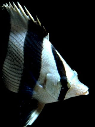 Butterfly fish, like other daytime coral reef fish, must sleep at night because they can't see in the dark very well. Fish that can see in the dark take over the reef after sunset. © https://www.thread-of-awareness-in-chaos.com/order.html