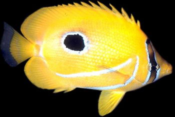 Fish have similar organs of perception to our own. But, in their own damain,  their organs of perception are far superior to ours - until we add technological filters like face masks, sonar, and underwater lights.© https://www.thread-of-awareness-in-chaos.com/order.html