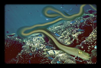 An artistic impression of the behavior zone of a cuttlefish as it moves over the coral reef. © https://www.thread-of-awareness-in-chaos.com/order.html