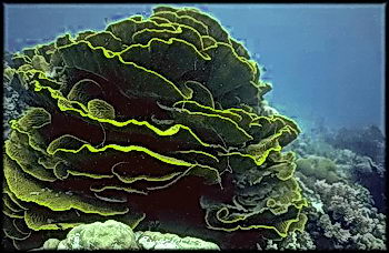 This colony of leaf coral in Fiji is about 2.5 meters in diameter at the base and represents decades of continuous growth. Click to visit the reef in Fiji for the first time. © https://www.thread-of-awareness-in-chaos.com/order.html