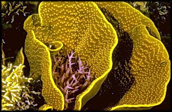 Three species of corals are visible in this photo, nestled in the protection of the leaf coral. A great multitude of other creatures inhabit the whole system. © https://www.thread-of-awareness-in-chaos.com/order.html