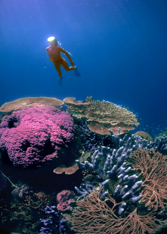 The coral reef complex at Sidea, in Papua New Guinea. It was a small but very beautiful coral reef. Click to join me in PNG investigating super-organisms. © https://www.thread-of-awareness-in-chaos.com/order.html