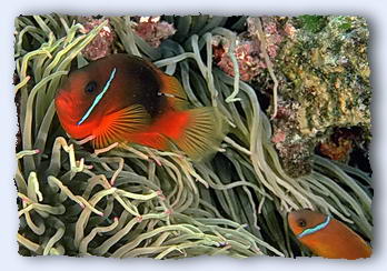 Mutualism. Two clown fish, male and female, nestle in the stinging tentacles of their sea anemonie. It is a very personal relationship, with each fish and sea anemonie bound for life. Incidently, there will often be more than one female. The male is always the larger fish. If the male dies, the largest female turns into a male. v