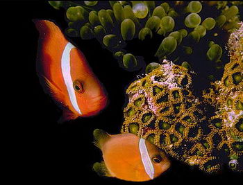 Clownfish establish a communication system between themselves and between their anemonie. They identify themselves to the anemonie by special chemicals in the mucus covering their scales. © https://www.thread-of-awareness-in-chaos.com/order.html