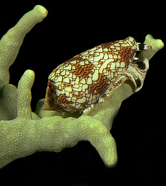 Conus textile hunts other sea shells. They have evolved their cone shape to slide quickly and easily through coral sands. © https://www.thread-of-awareness-in-chaos.com/order.html