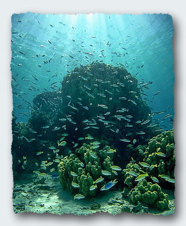 Coral reefs depend on the populations of fish to provide phosphates and nitrates. Click for more information. © https://www.thread-of-awareness-in-chaos.com/order.html