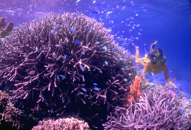 It's difficult, in this photo, to see that the coral thicket Freddy is looking is really two different species of coral. Look below to see them up close. © https://www.thread-of-awareness-in-chaos.com/order.html
