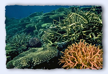 Reef corals would not look the way they do, or exist at all, without the zooxanthellae. © https://www.thread-of-awareness-in-chaos.com/order.html