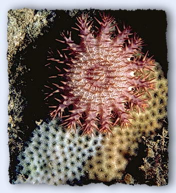 A small crown of thorns starfish, barely 40-mm in diameter, leaves a wake of white, cleaned coral behind it.© https://www.thread-of-awareness-in-chaos.com/order.html