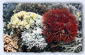 A crown of thorns starfish digests the living coral while another, more conservative,  coral predator looks on. © https://www.thread-of-awareness-in-chaos.com/order.html