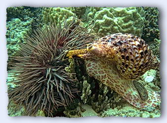 The tritons attack the spiny starfish with unquestioned enthusiasm. © https://www.thread-of-awareness-in-chaos.com/order.html