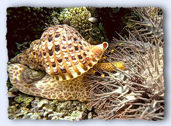 A triton shell attacks a crown of thorns starfish. The snail's tentacles sense the starfish several meters away. It has eyes but they are not well developed as tritons normally feed at night. The big yellow, spotted trunk is being readied to stick into the starfish. © https://www.thread-of-awareness-in-chaos.com/order.html