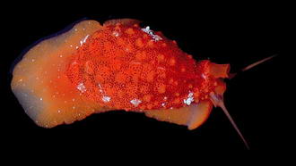 A sieve cowry, Cypraea cribraria, viewed from the top. © https://www.thread-of-awareness-in-chaos.com/order.html