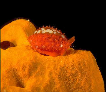 A small sieve cowry, Cypraea cribraria, investigates an orange sponge on a Fiji coral reef. © https://www.thread-of-awareness-in-chaos.com/order.html