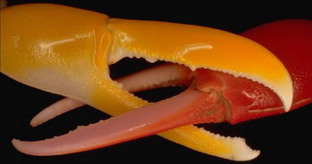 Close shot of two fiddler crabs fighting over their respective turfs on a mud flat in Fiji. © https://www.thread-of-awareness-in-chaos.com/order.html 