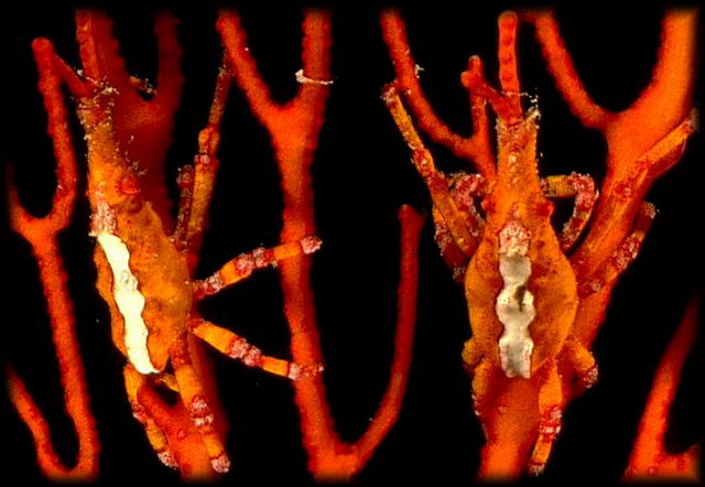 This tiny spider crab has learned to color its body to match, exactly, the sea fan it lives on. It has also learned to snip off the tip of a branch of the sea fan and hold it in his jaws to help the illusion. © https://www.thread-of-awareness-in-chaos.com/order.html