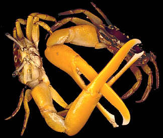 Crabs exchanging perceptions and response over territorial rights © https://www.thread-of-awareness-in-chaos.com/order.html