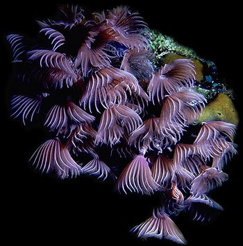 A group of sabellid worms filtering the sea with plumes atop their heads.