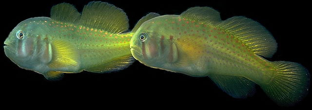 Two charming tiny reef fish, each about 30-mm long, converse on reefy matters in Fiji. © https://www.thread-of-awareness-in-chaos.com/order.html