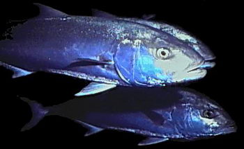 Schooling fish, like these amberjacks, move together in smooth harmony. © https://www.thread-of-awareness-in-chaos.com/order.html