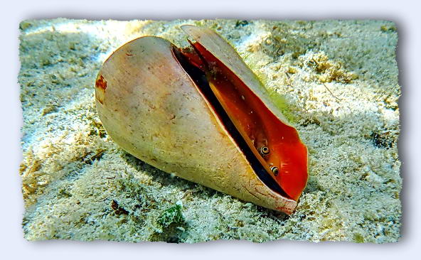 To be, or what? A hermit crab peers out of his adopted shell on a Fiji reef, when the light is just right, you can see a single dark focal point in its compound eye. © https://www.thread-of-awareness-in-chaos.com/order.html