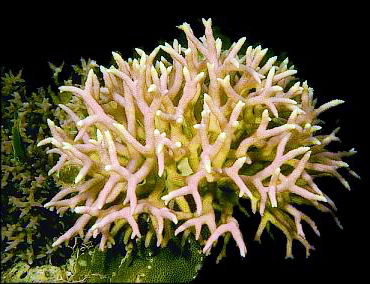 There are about 2000 known species of corals but there are only about 20 basic growth forms for the colonies, depending on how finely one differentiates between them. © https://www.thread-of-awareness-in-chaos.com/order.html